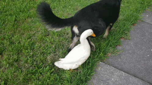Black Dog Standing Next to White Duck on Grass