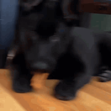 Black Dog Standing On Wooden Floor In Front Of Chair GIF