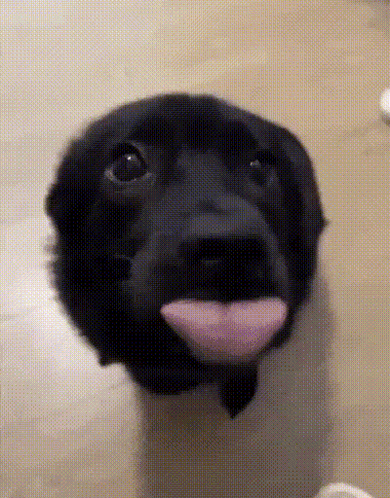 Black Dog Sticking Out Pink Tongue GIF