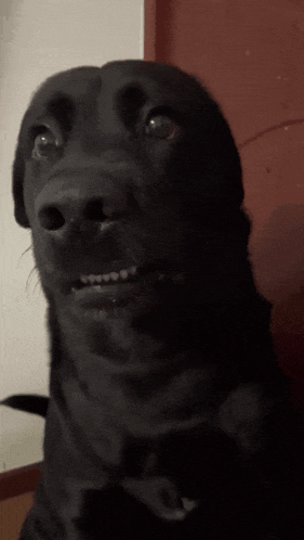 Black Dog Surprised Close Up GIF