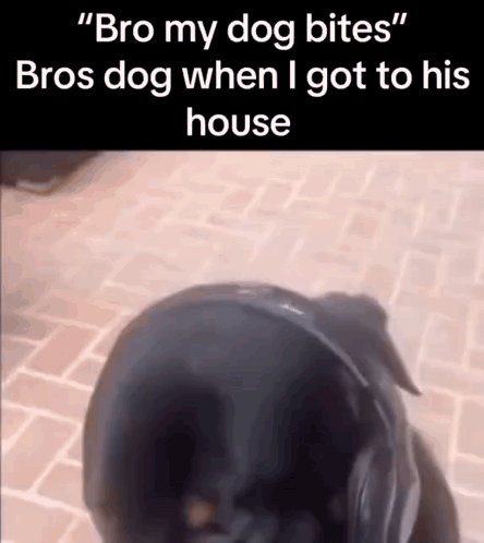 Black Dog Wearing Headphones Biting Another Dog