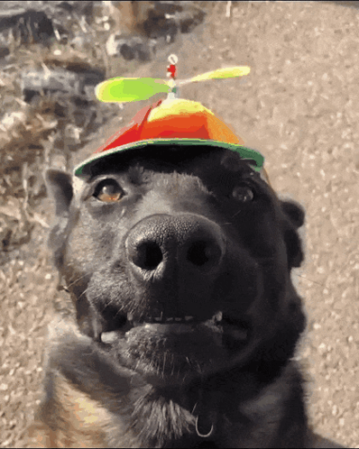 Black Dog Wearing Propeller Hat