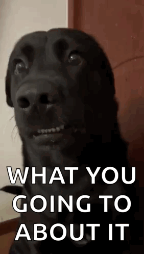 Black Dog What You Going to About It