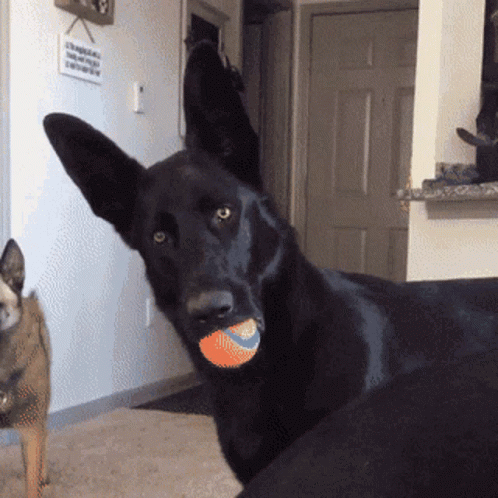 Black Dog With Ball in Mouth Looking at Camera