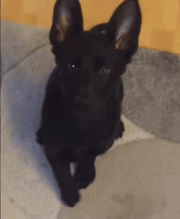 Black Dog With Big Ears Sitting GIF