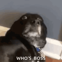 Black Dog With Blue Collar Looking At Camera GIF