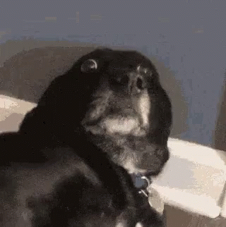 Black Dog With Blue Collar Sitting On Couch GIF