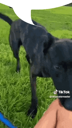 Black Dog with Blue Leash in Grass