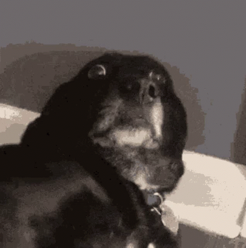 Black Dog With Collar Sitting on Couch