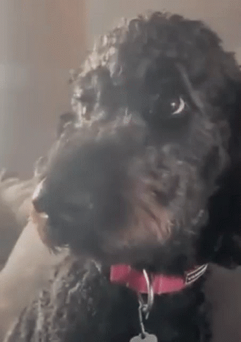 Black Dog With Pink Collar And Tag GIF