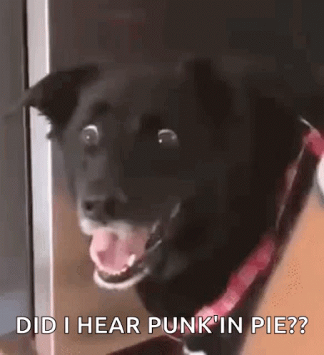 Black Dog With Red Collar Saying Did I Hear Punk In Pie? GIF