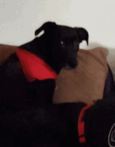 Black Dog with Red Scarf Lying on Couch