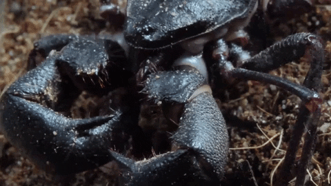 Black Emperor Scorpion GIF