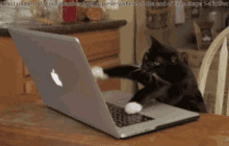 Black Fast Typing Cat GIF