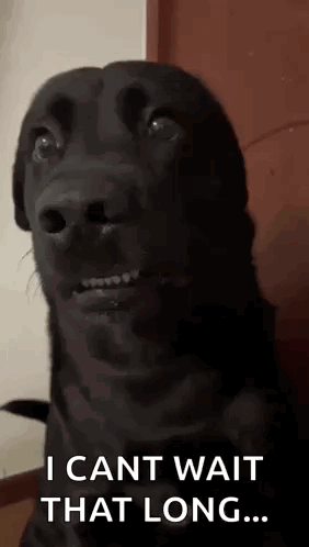 Black Funny Dog I Can't Wait That Long