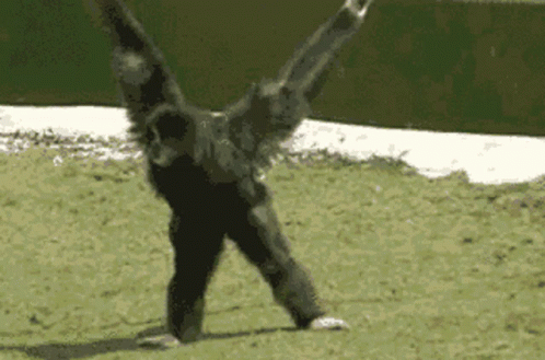 Black Gibbon Sitting GIF