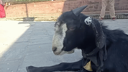 Black Goat With Bell on Neck