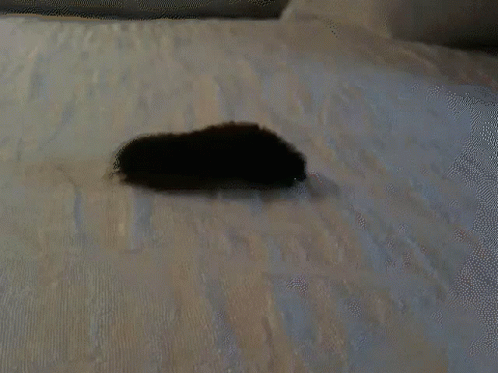 Black Gondal Caterpillar GIF