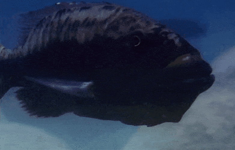 Black Groupers Blowing Small Fish GIF