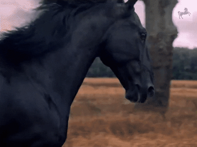 Black Horse Running Slow Motion GIF