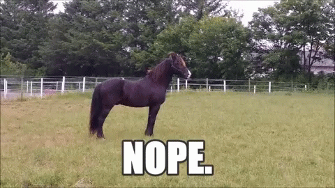 Black Horse Standing In Grass With Nope GIF