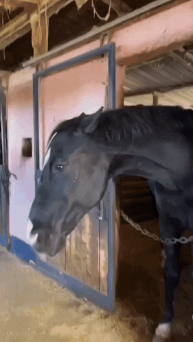 Black Horse Staring Silly GIF