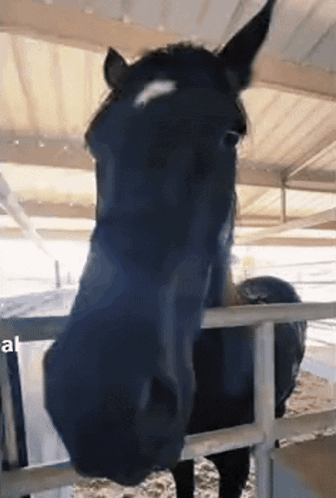 Black Horse With White Spot Behind Fence