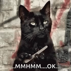Black Huh Cat Meme GIF