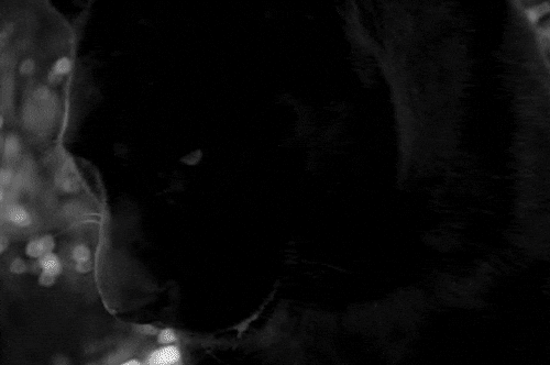 Black Jaguar Long Teeth GIF