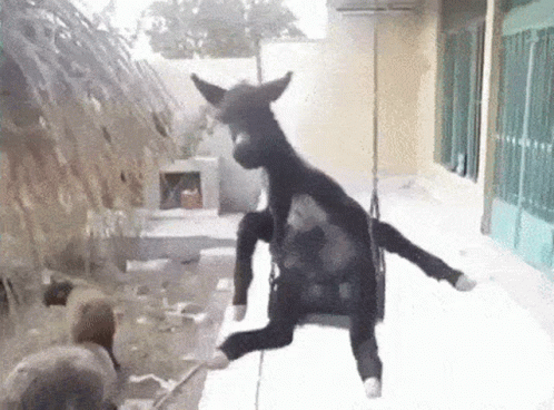Black Kangaroo Hanging On Rope Swing GIF