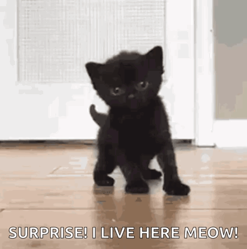 Black Kitten Saying Surprise I Live Here Meow
