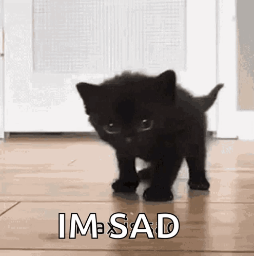Black Kitten Walking on Floor Saying Im Sad