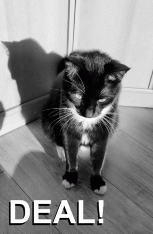 Black Kitty Deal GIF