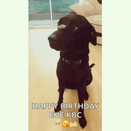 Black Lab Gif GIF