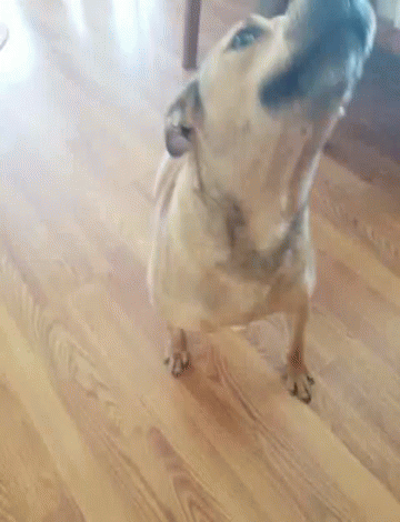 Black Mouth Cur Dog Barking GIF