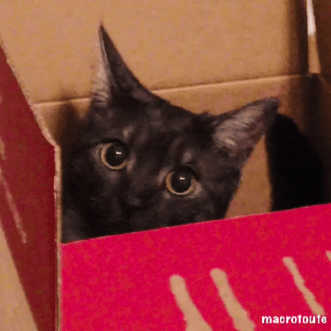 Black Moving Cat In Box GIF