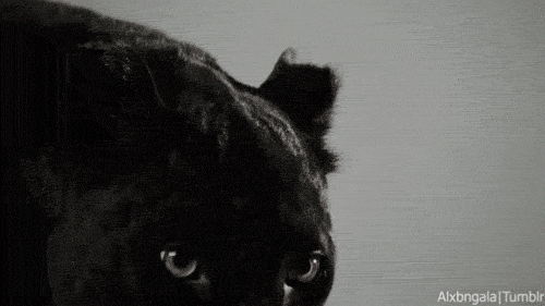 Black Panther Looking Bad GIF