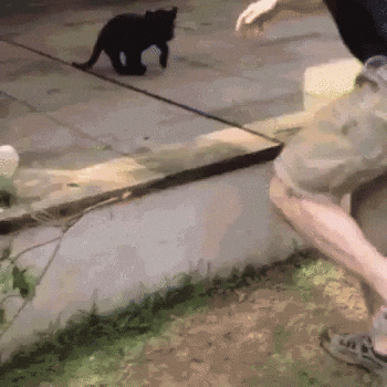 Black Panther Playing With Boss GIF