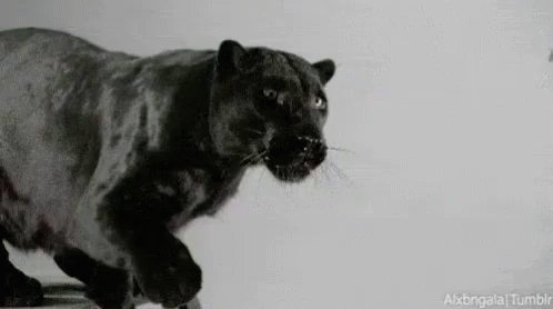 Black Panther Running