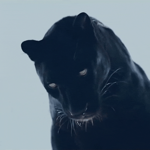 Black Panther Turn Head GIF