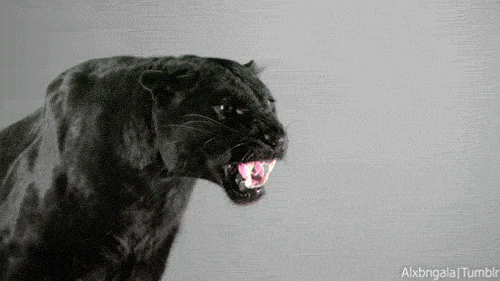 Black Panther Yelling GIF