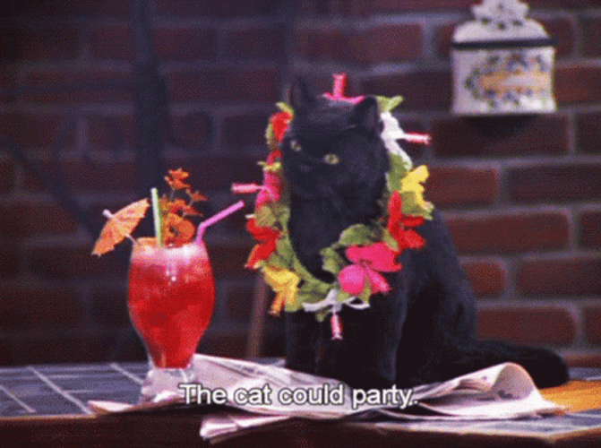 Black Party Cat Dance GIF