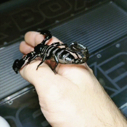 Black Poisonous Scorpion Get Over Here GIF