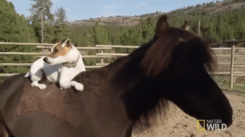 Black Pony With Dog On His Back GIF