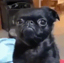 Black Pug with Big Eyes Looking at Camera