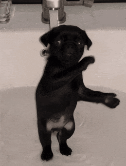 Black Puppy Standing in Sink With Paws Up