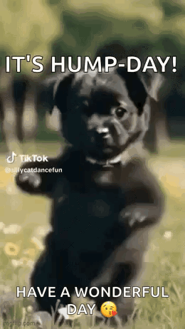 Black Puppy Standing Says It's Hump Day GIF