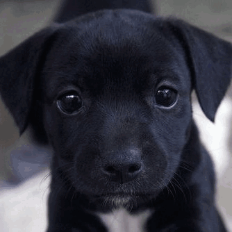 Black Puppy With Big Eyes