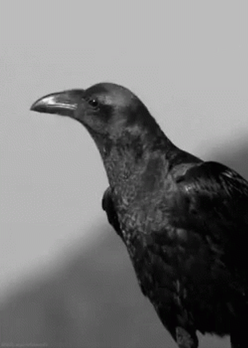 Black Ravens Croaking GIF