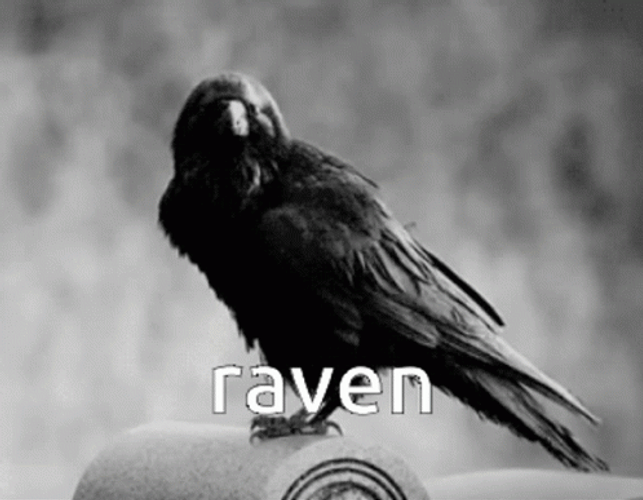 Black Ravens Searching GIF
